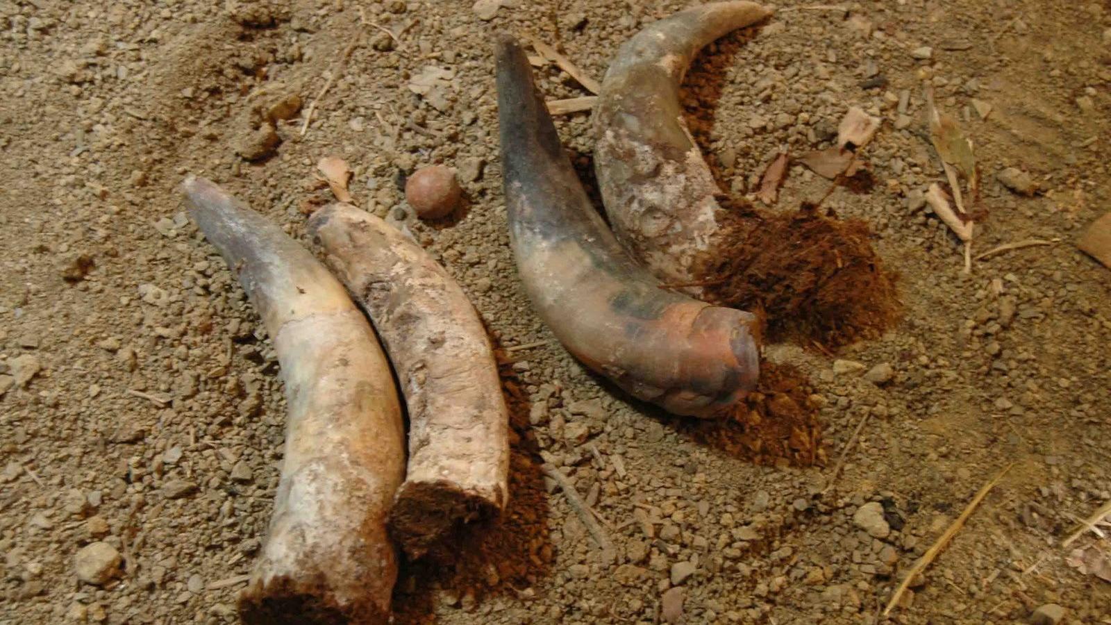 Coltivazione Biodinamica, Abbazia Santa Anastasia